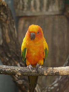 Слънцето малък дългоопашат папагал, Южна Америка папагал, папагал, птица, животните, създание, цветни