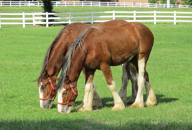 Clydesdales, heste, purebred, etårige, unge, græsning, græs