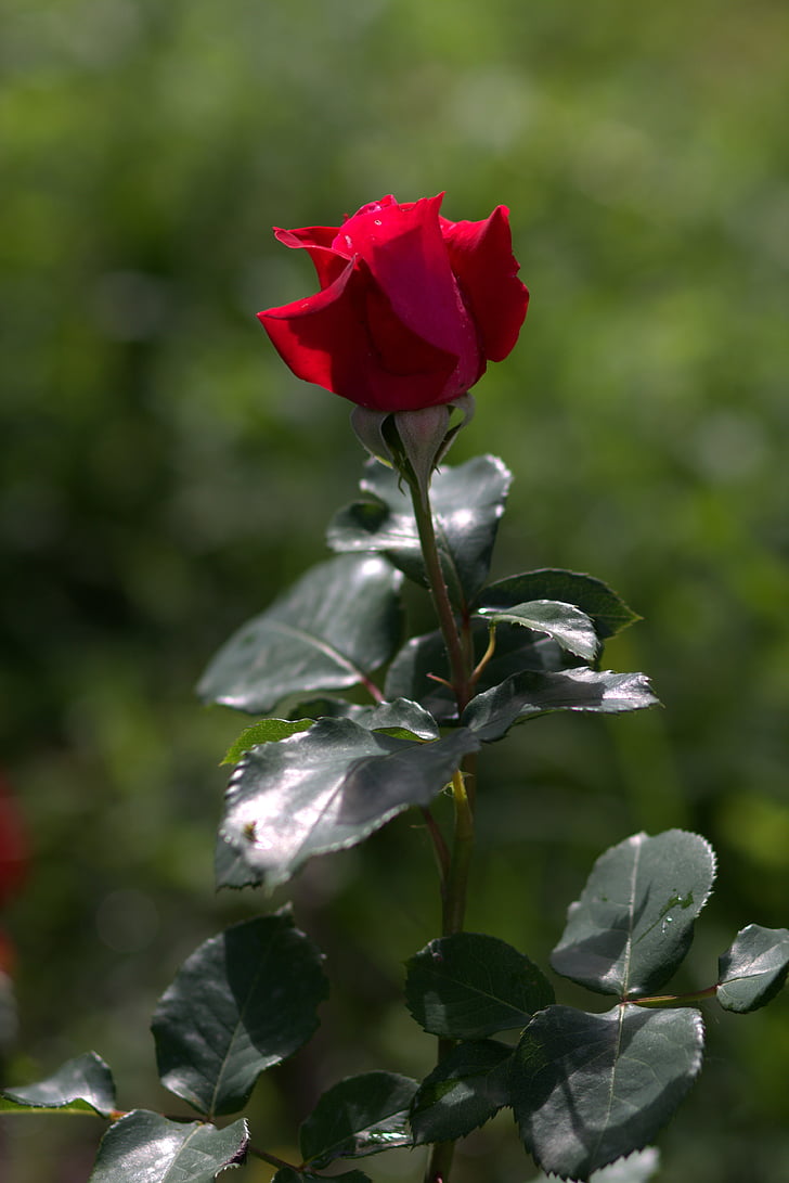Rose, rdeča, cvetje, lepota, vrt