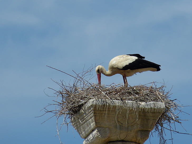 stork, bird, nest, bill