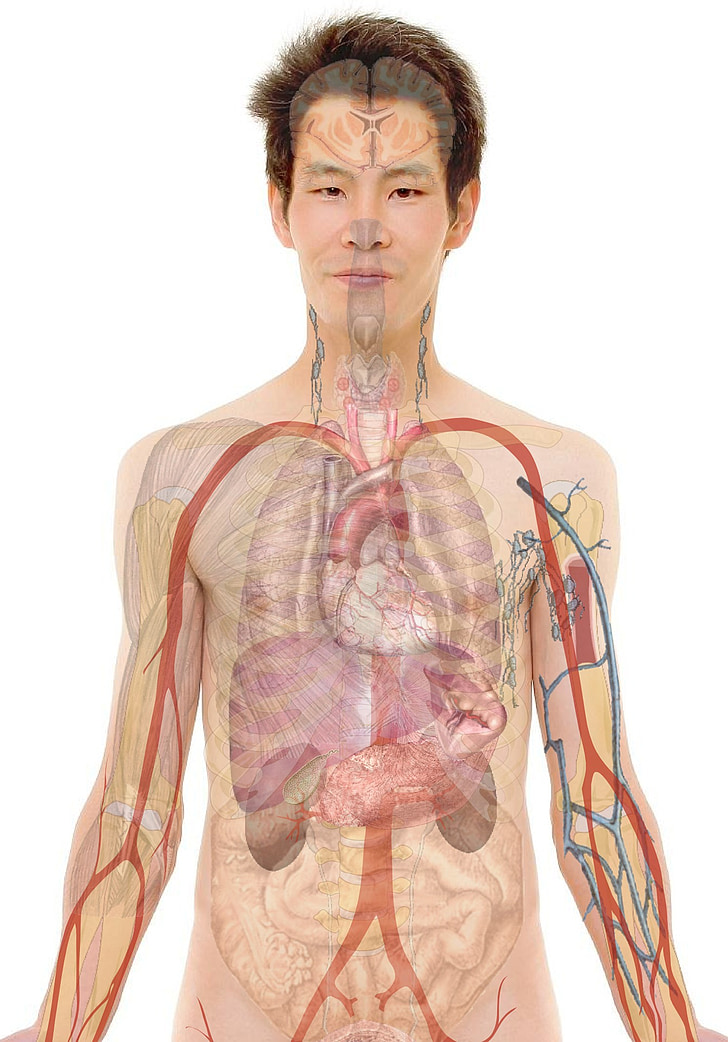 Anatomia, home, humà, cara, cos, llavis, boca