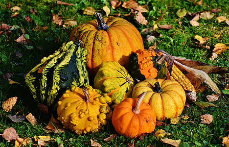 pompoenen, decoratieve pompoenen, natuur, herfst, decoratie, kleurrijke, groenten
