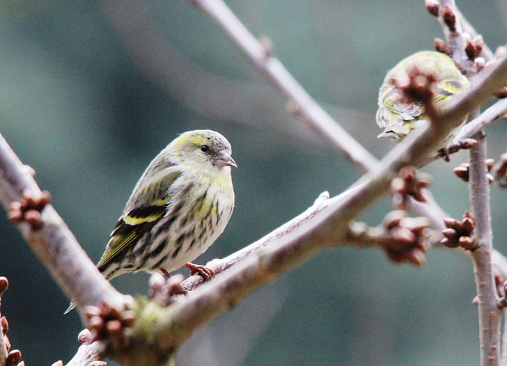 greenfinch, 새, 깃털, 그리기, 봄, 날개, 지점