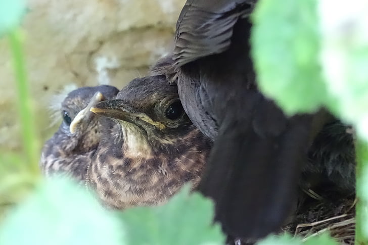Blackbird млади, гнездо, 
