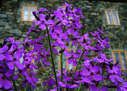 purple flower, spring flower, flower garden