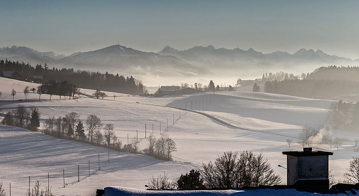 Suïssa, Zurich, l'hivern, boira, temperatura freda, arbre, natura