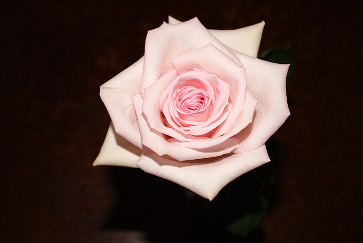 ροζ, τριαντάφυλλο, άνθιση, ροζ λουλούδια, Αγάπη, ημέρα του Αγίου Βαλεντίνου, μαλακό