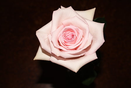 Rose, Rose, Bloom, fleurs roses, amour, Saint-Valentin, mous