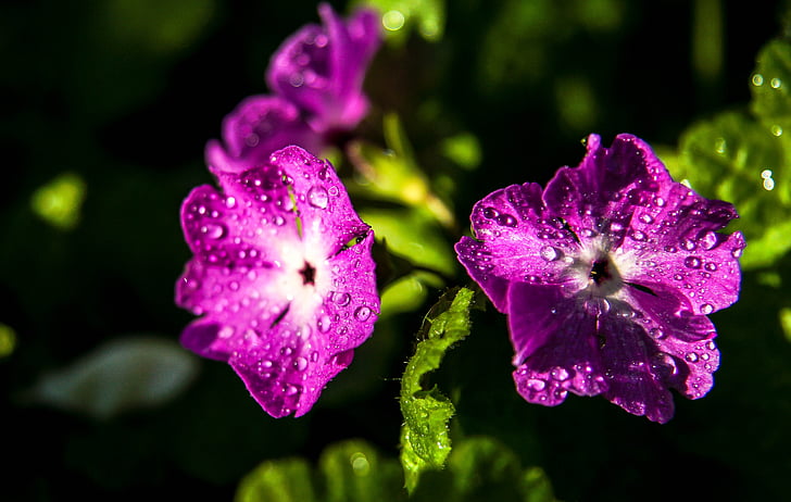 꽃, 작은 물방울, dewdrops, 핑크 꽃, 자연, 공장, 보라색