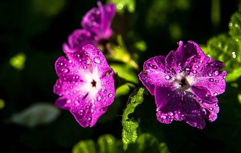 floare, droplet-uri, dewdrops, floare roz, natura, plante, violet
