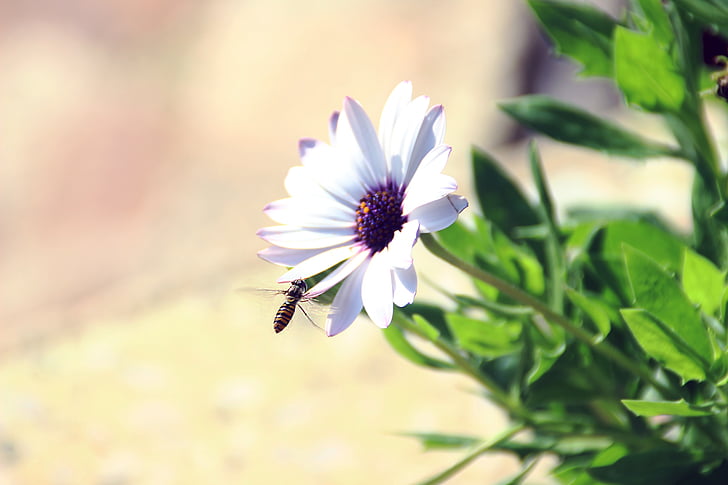 flor, abeja, violeta, insectos, jardín, naturaleza, imagen
