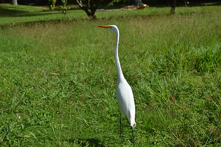 heron, ave, great egret, bird, animals, plumage, fauna