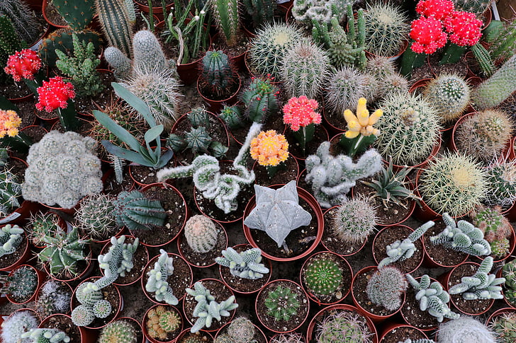 Cactus, épi, plante, piquant, fermer, épines, nature
