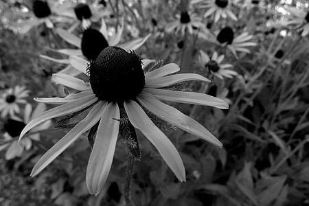 daisies, white flowers, floral, botanical, black and white, nature, blossom