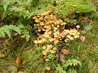 sulphur heads, mushrooms, forest, autumn, colorful, leaves, collect