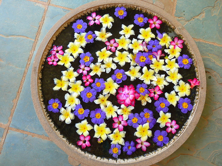 flowers, shell, water, purple, yellow, plant