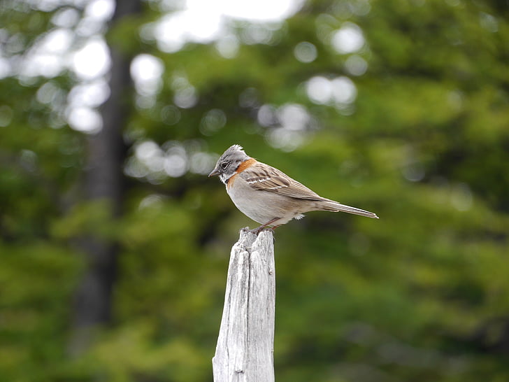 Sparrow, pták, zvíře, Příroda, zelená, zvířata, Patagonia zvířata
