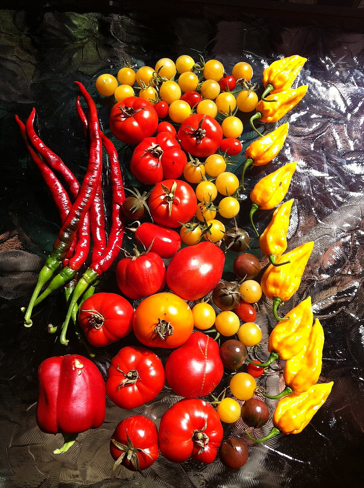 garden, harvest, tomato, pepper, table, gardening, vegetable