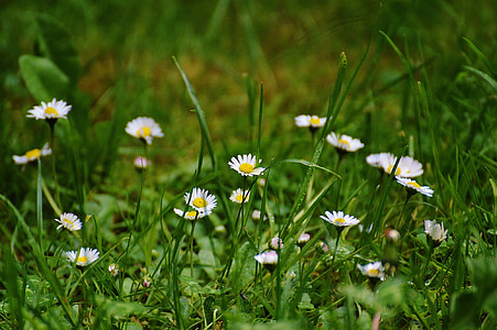 Daisy, lúka, Záhrada, Príroda, Lúčne kvety, Letná lúka, kvetinové lúky