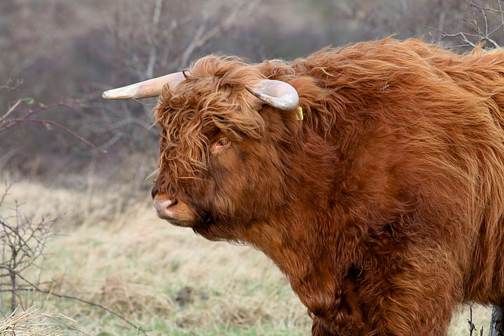natureza, vaca, animais, carne de bovino, escocês highlander, Bois, besta
