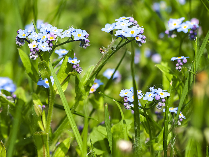 forget me not, flower, blossom, bloom, plant, nature