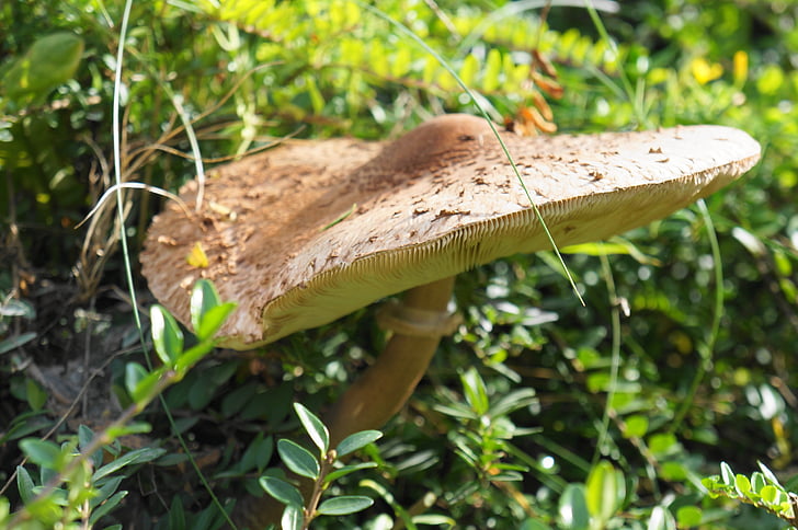 parasol, mushroom, autumn, mushroom picking, edible, mushroom harvest, large