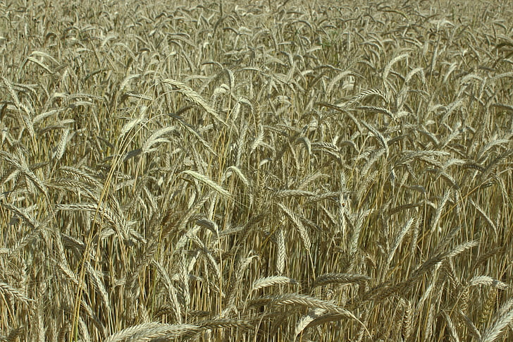 campo de trigo, espiga, amarillo, cereales, campo de maíz, grano, planta