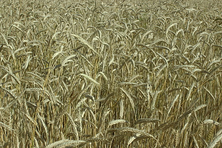 campo de trigo, pico, amarelo, cereais, campo de milho, grão, planta