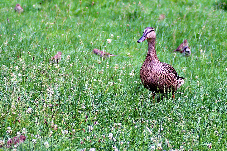 duck, mallard, meadow, sparrows, water bird, spring meadow, aquatic animals