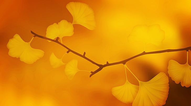 texture, background, ginkgo, ginkgo leaves, branch, plant, golden