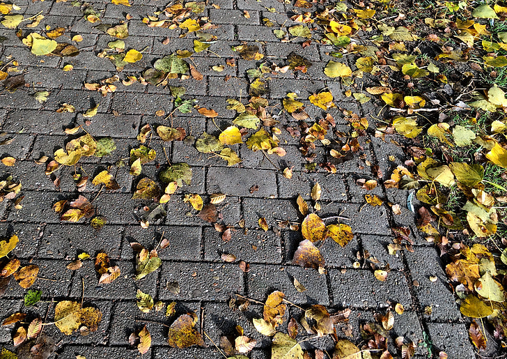 höstlöv, gul, höstfärg, trottoar, gyllene höst, oktober