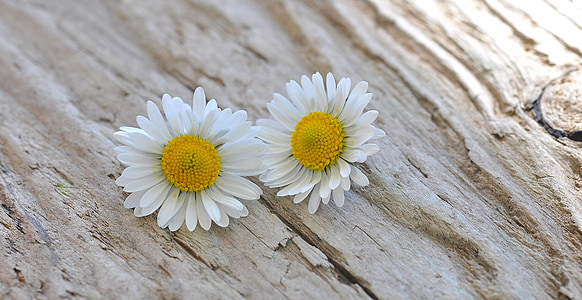flowers, daisy, white, wood, close