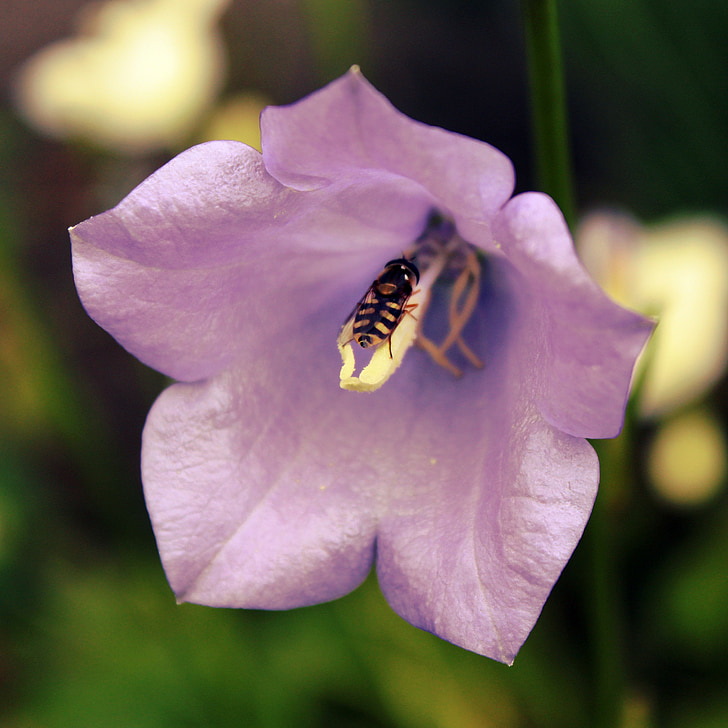 Bellflower, mucha Hover, kwiat, Bloom, Natura, owad, Zamknij