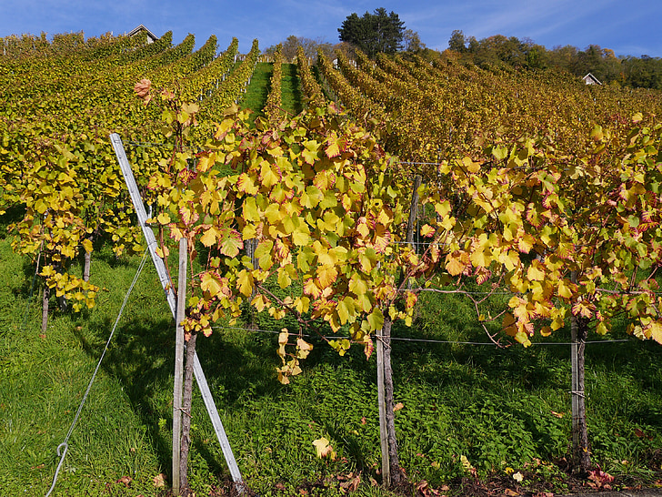 vynuogynas, rudenį, vynmedžiai, Auksinis spalio, šviesus, vynuogių, vynuogių