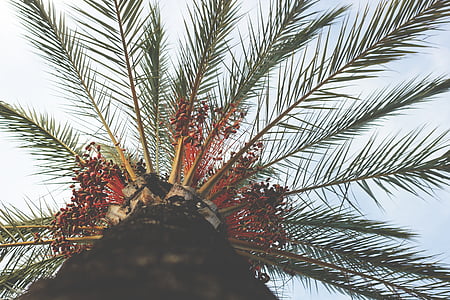 filted, low, angle, photography, palm, tree, sky