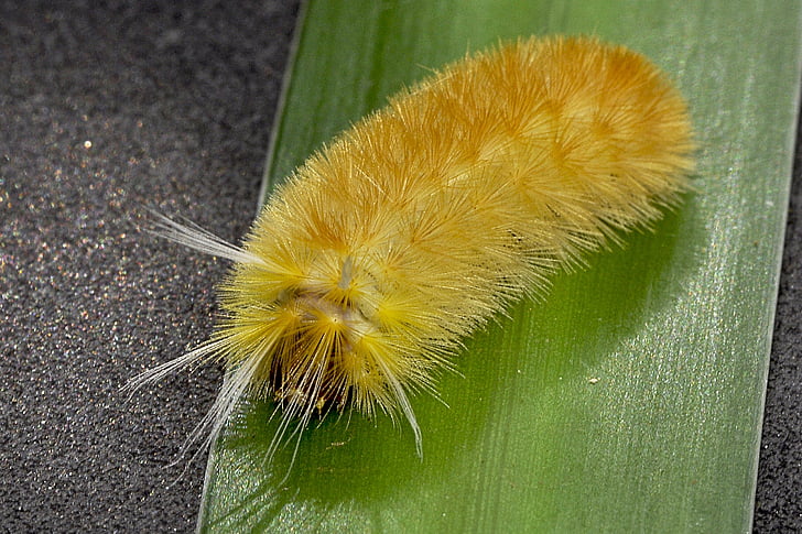 insect, caterpillar, yellow, hairy, nature, close-up