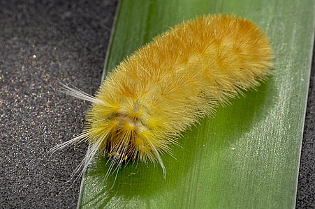 inseto, Caterpillar, amarelo, peludo, natureza, close-up
