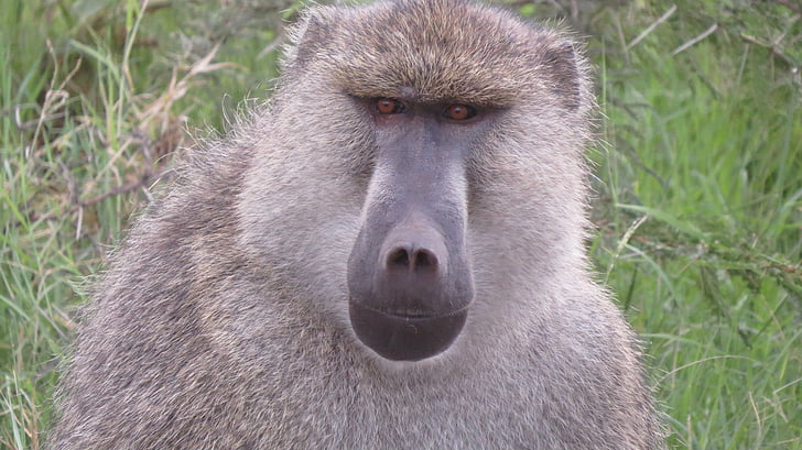 babouin, Kenya, l’Afrique