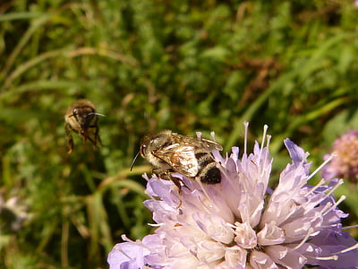꿀 꿀벌, apis mellifera, 곤충, hymenoptera, 동물, 꽃, 블 룸