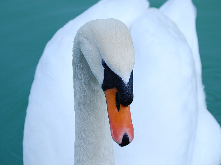 Swan, dempe, hodet, fuglen, hvit, Cygnus, eleganse