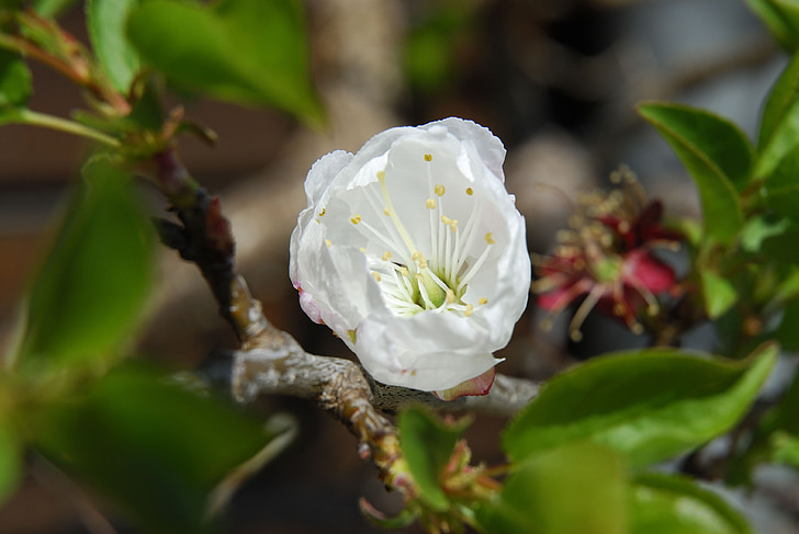 Apple blossom, jaro, Příroda
