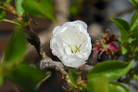 flor de maçã, Primavera, natureza