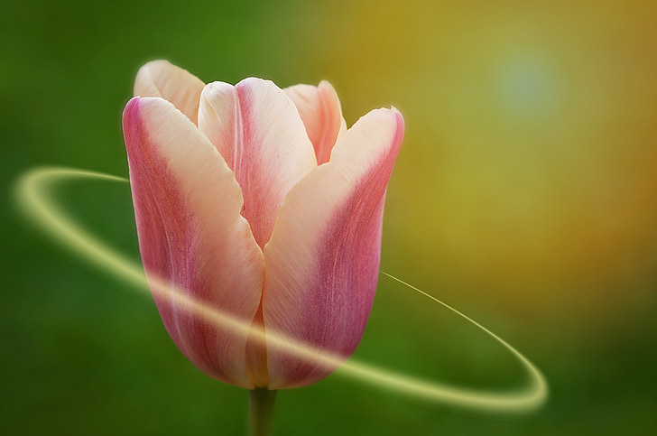 Tulip, blomst, Smuk, pastel, forårsblomst, lys, natur
