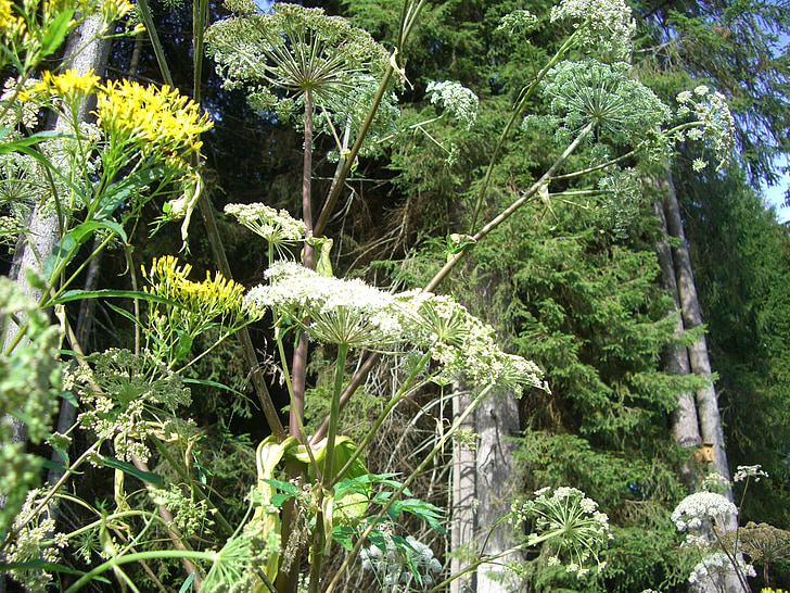 hogweed gigante, doldengewaechs, Hogweed, flor, flor, Branco, coelho