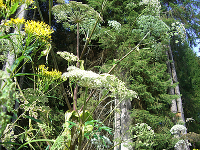 거 대 한 hogweed, doldengewaechs, hogweed, 꽃, 블 룸, 하얀, groundsel