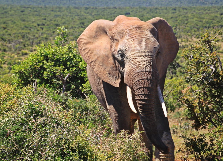 olifant, dier, Afrikaanse bush elephant, Afrika, Safari, zoogdieren, Kruger Nationaalpark