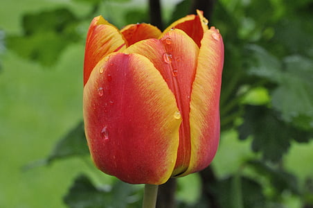 Tulipán, květ, schnittblume, Jarní květina, květ, Bloom, červená, žlutá