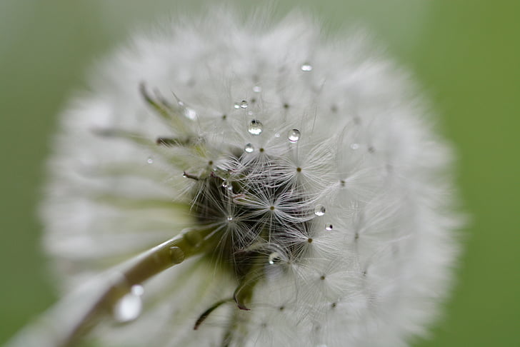 dandelion, drip, wet, raindrop, drop of water, plant
