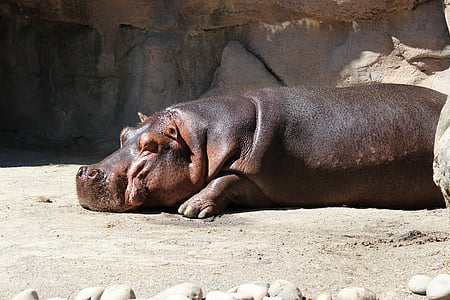 Hippo, hippopotame, eau, Zoo, animal, faune, nature