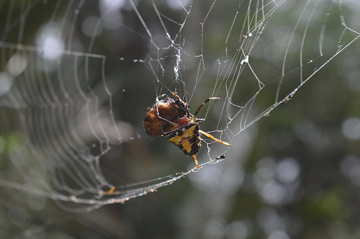 laba-laba, Cobweb, serangga